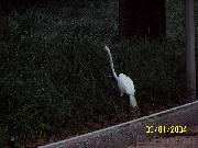 bird * 2304 x 1728 * (908KB)