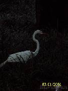 bird2 * 1728 x 2304 * (425KB)